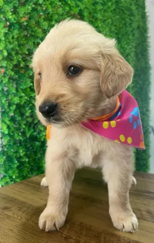 golden retriever porte grande