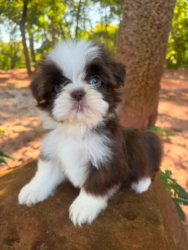 SHIH-TZU BRANCO CHOCOLATE