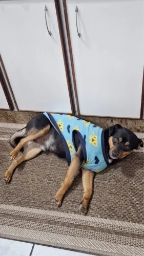 Doa-se cachorro com urgência (R$150 para ficar com ele)