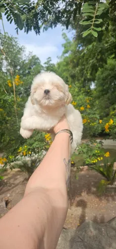 Shih-tzu Macho Branco e Areia - Lindo demais