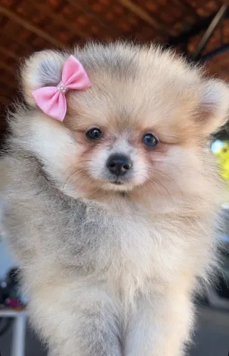 Spitz Alemã Merle