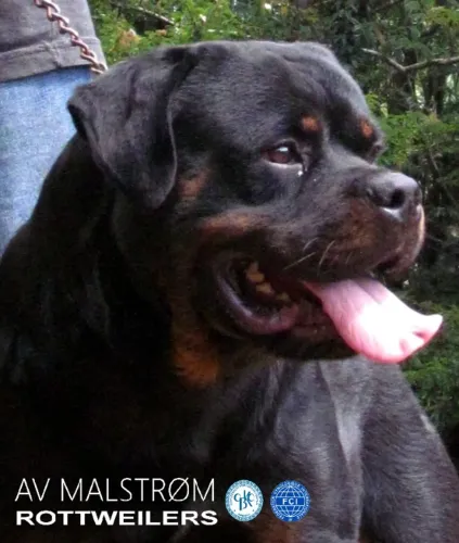 Filhotes de rottweiler, genética com o que existe de melhor no Brasil e Europa!