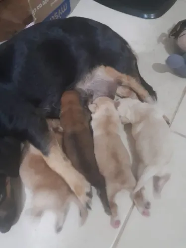 Cachorro pincher