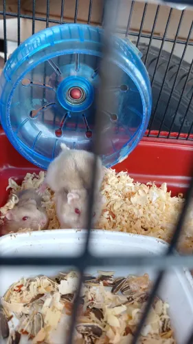 Hamster anão russo femia e macho 20,00 cada um Zap *