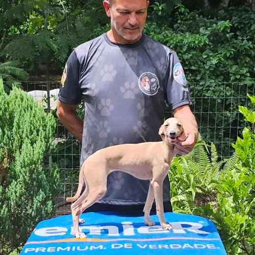 Galgo Italiano Femea - Topíssima