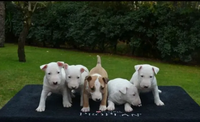 Bull Terrier Premium - Vermifugado, V10 e Saúde Garantida