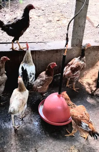 Galinha Caipira 