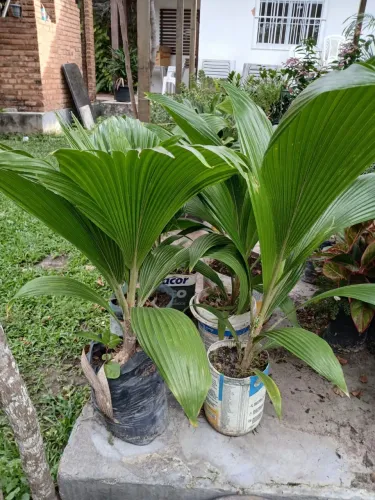 Palmeira Leque 