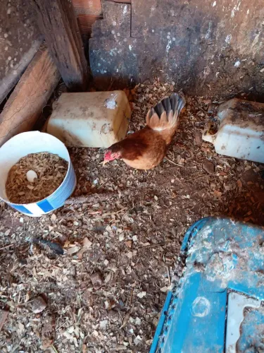 Animais de estimação vende casal de Nagasaki