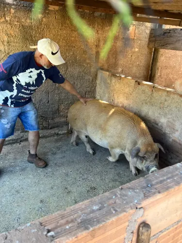 Porco capado com 1 ano e três meses