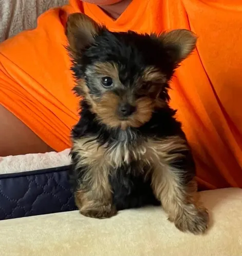Yorkshire Terrier - Escolha Um Companheiro Que Vai Estar Ao Seu Lado Por Muitos Anos