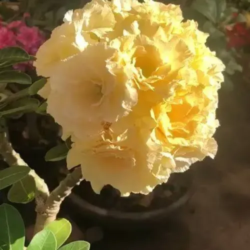 Rosa do deserto