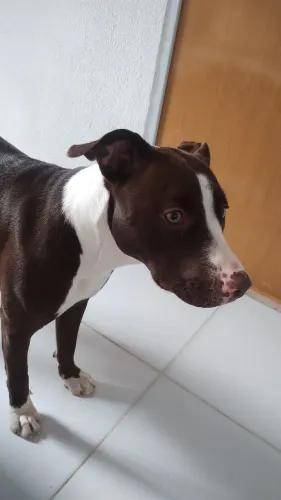 Filhote Pitbull 1 aninho