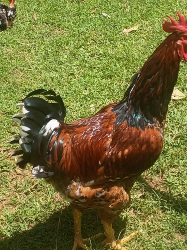 Frango GSB
