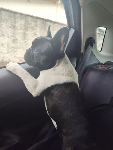 Buldogue Francês Macho