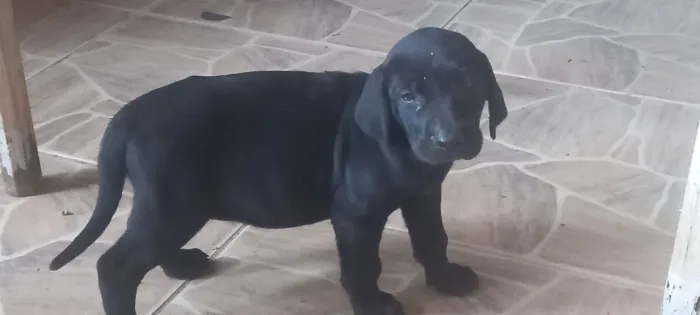 Fila Brasileiro com Pedigree e Vacinados