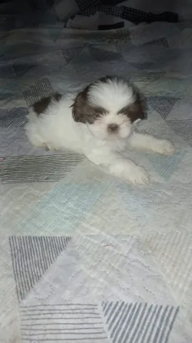Shitzu fêmea e macho disponível no Lacanill.