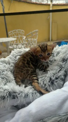 Filhote Bengal Macho/Femea