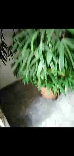 Ráfia gigante + ou - 3 metros