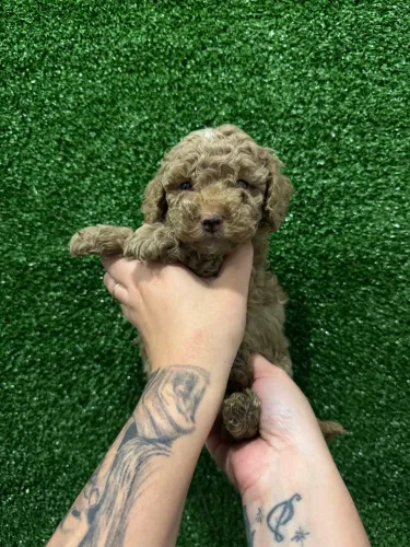 Filhote de Poodle Toy Vacinado e super saudável 