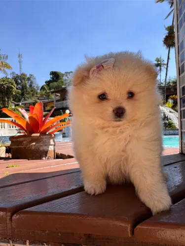 Spitz Alemão. A raça que conquista seu coração!