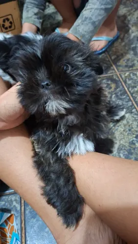 Filhotes de shihtzu