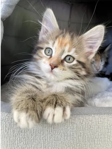 Maine Coon  *- Gato com  Desconto  - *