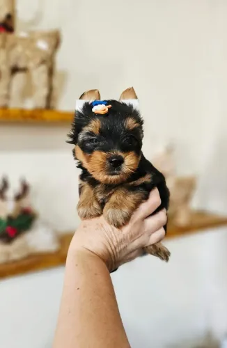 YorkShire Macho Mini, Lindo, vacinado e vermifugado - Entrego hoje na sua casa!