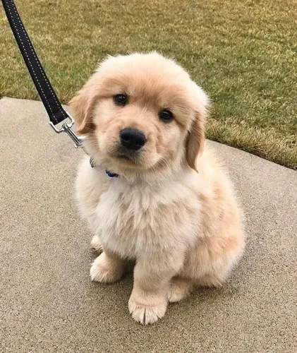 Filhote de Golden Retriever - o melhor abraço