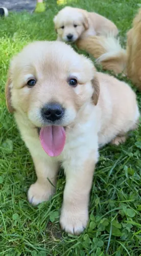 Golden retriever excelente