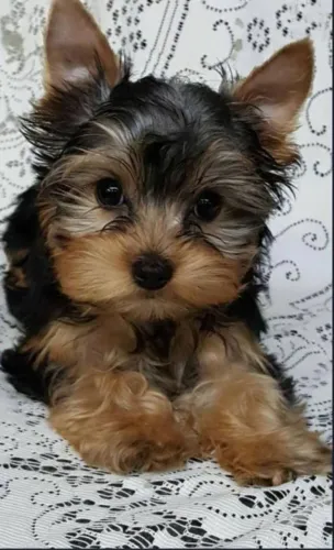 Filhote de Yorkshire Terrier muito carinhoso ? 