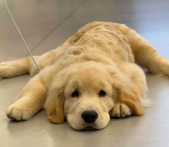 Filhote Golden Retriever, Quem disse que felicidade não pode ser abraçada?