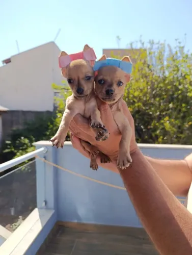 Pinscher Macho para Retirada Imediata - Desconto Exclusivo