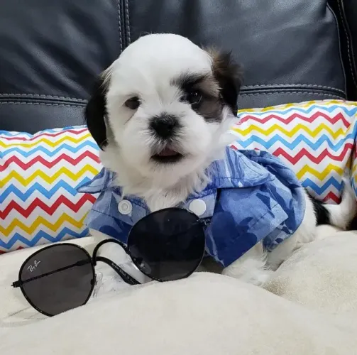 Lhasa Apso Mini Fêmea Perfeita para Companhia