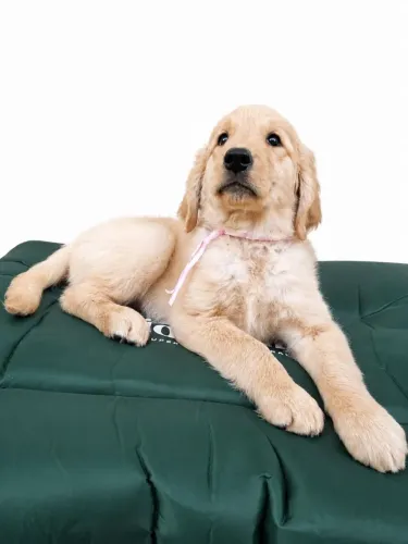 Fêmeas de Golden Retriever - Pronta entrega Bauru