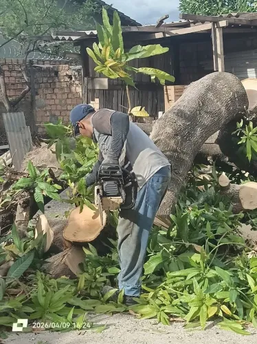 Corte e poda de árvore  *