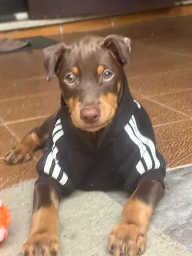Vendo filhote de Doberman