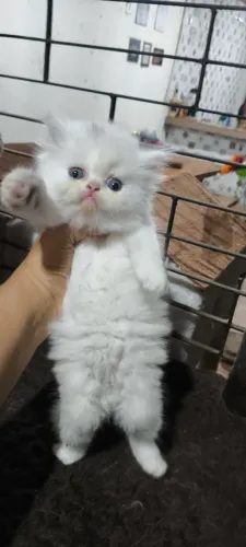 ?Filhotes Machos Branco Disponíveis- Prontos para um novo lar?