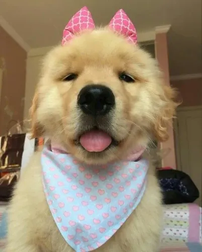 Cachorro filhote golden retriever robusto e pelagem densa saudável