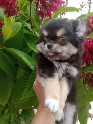 Chihuahua Macho, Linhagem Russa excelente padrão da raça em 10x no cartão.