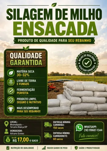 Silagem de milho ? ? 