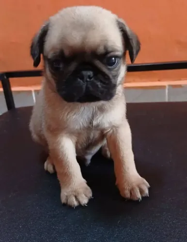 Filhote de pug 