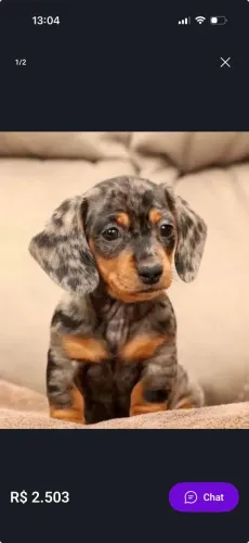 Basset Dachshund Mini Alegria da Criançada. 