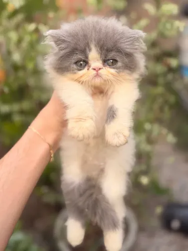 Gatinho persa