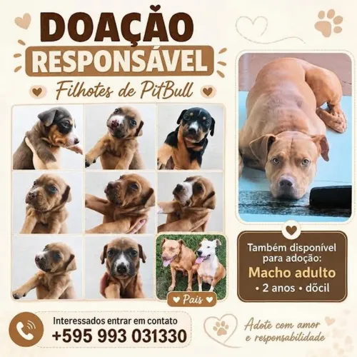 Doação de Filhotes de pitbull