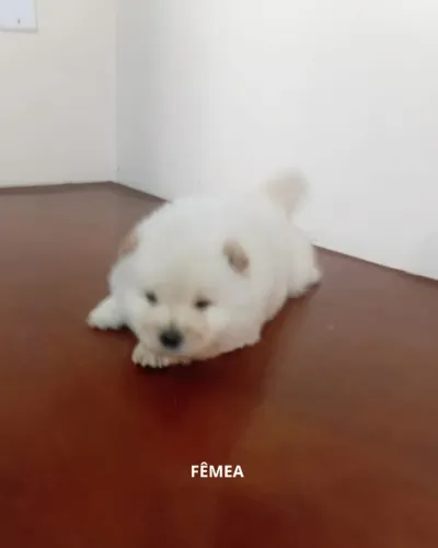 Filhotes Chow-Chow