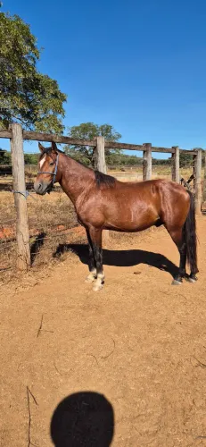 CAVALO E POTRO (Aceito gado)