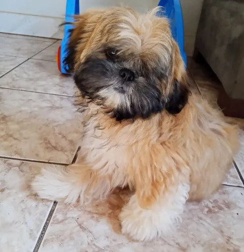 Shih Tzu 
