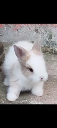 Coelho Teddy Dwerg