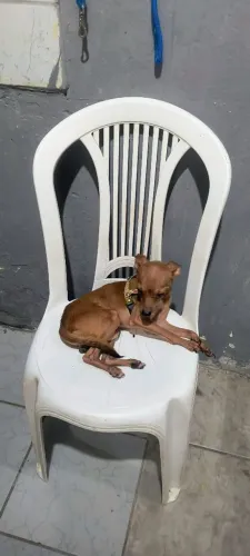 Pra vender logo pinscher n1 dócil 9 meses mudei pra kitnet não aceita ele 